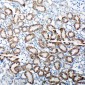 Anti-TRAM1 Antibody